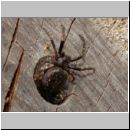 Nuctenea umbratica - Spaltenkreuzspinne w01.jpg